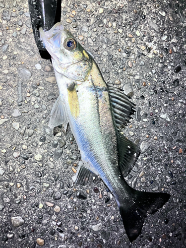 セイゴ（マルスズキ）の釣果