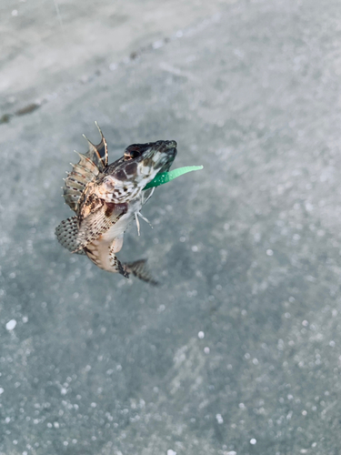 アナハゼの釣果