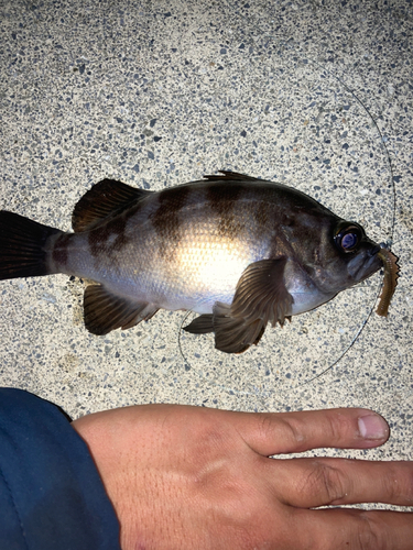 シロメバルの釣果