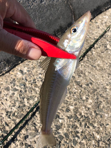 キスの釣果