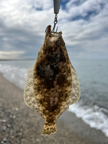 ソゲの釣果