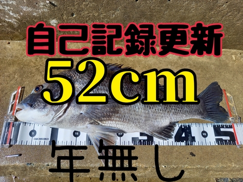 チヌの釣果