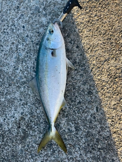 ハマチの釣果