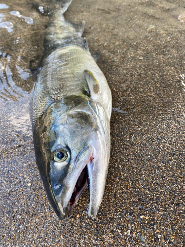 アキアジの釣果