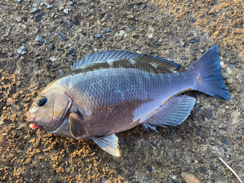 グレの釣果