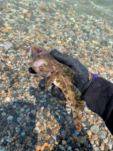 コチの釣果