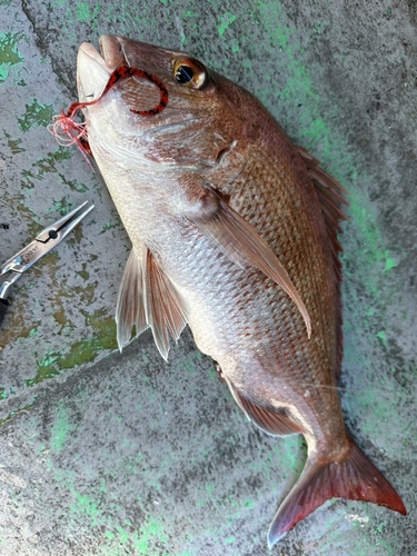 マダイの釣果