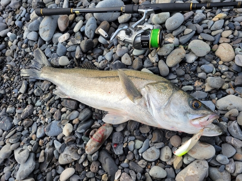 マルスズキの釣果