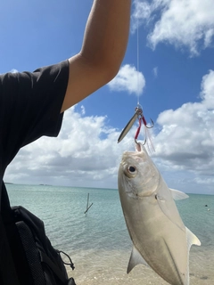 ミナミマゴチの釣果