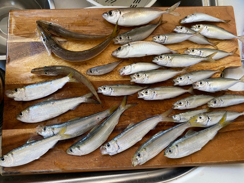 カマスの釣果