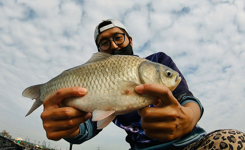 ヘラブナの釣果