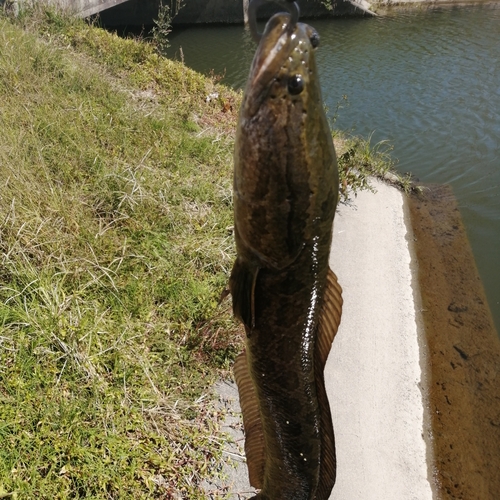 ライギョの釣果