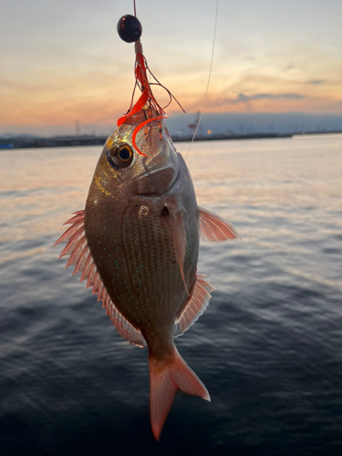 タイの釣果