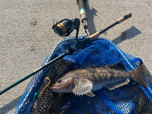 アイナメの釣果