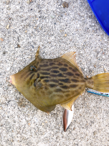 カワハギの釣果