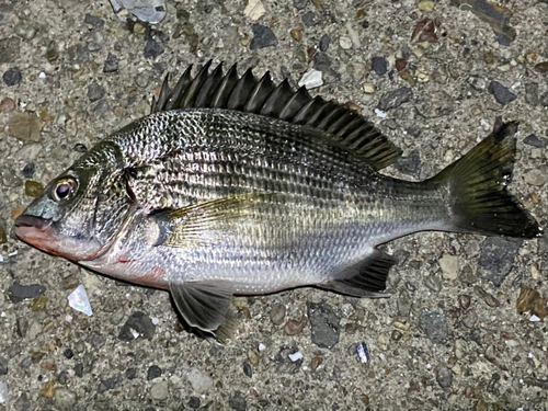 クロダイの釣果