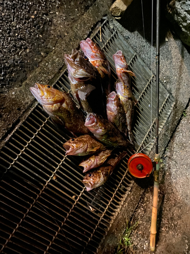 カサゴの釣果