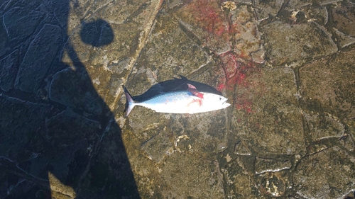 ソウダガツオの釣果