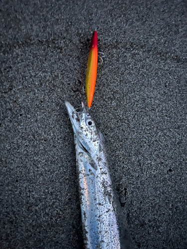 タチウオの釣果