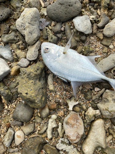 メッキの釣果