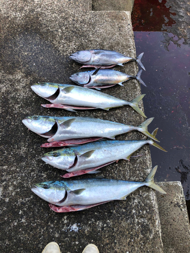 ヨコワの釣果