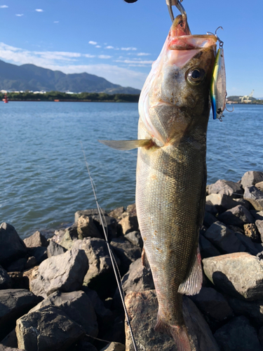 スズキの釣果