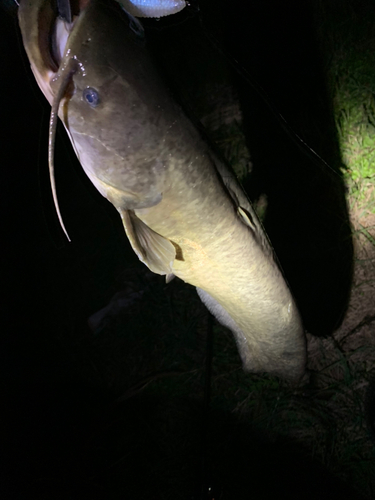 ナマズの釣果