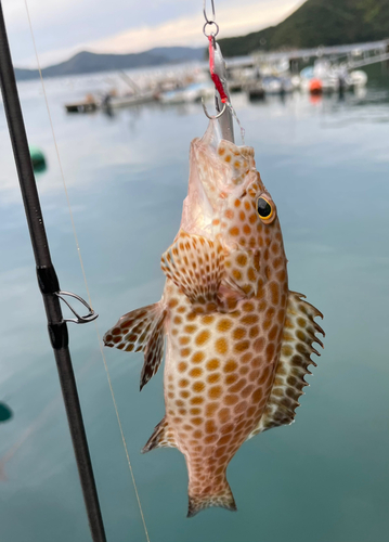 オオモンハタの釣果