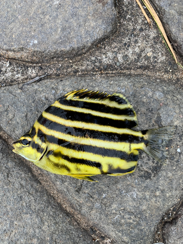 カゴカキダイの釣果