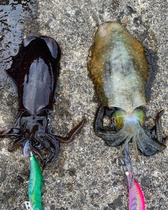 アオリイカの釣果