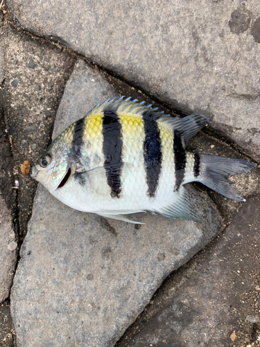 オヤビッチャの釣果