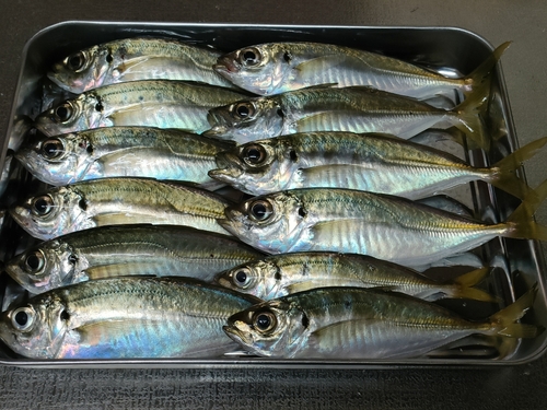 アジの釣果