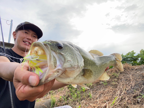 ラージマウスバスの釣果