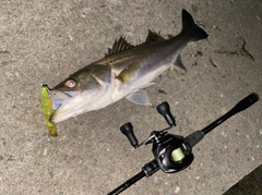 シーバスの釣果