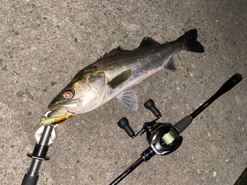 シーバスの釣果