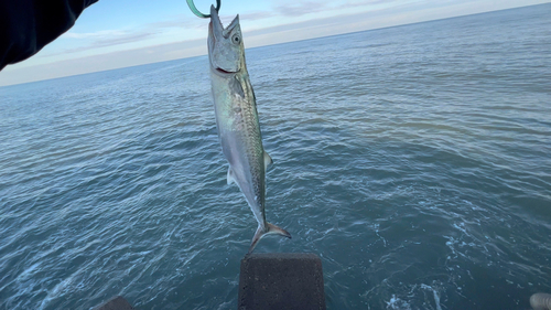 サゴシの釣果