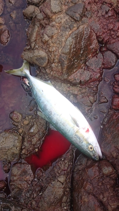 イナダの釣果