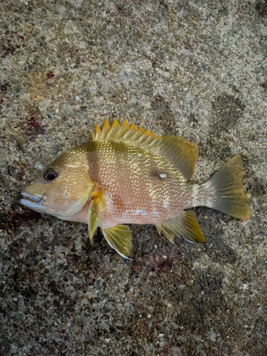 ナミフエダイの釣果