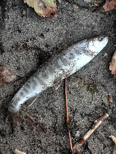 オショロコマの釣果