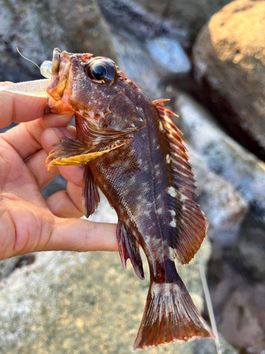 ガシラの釣果