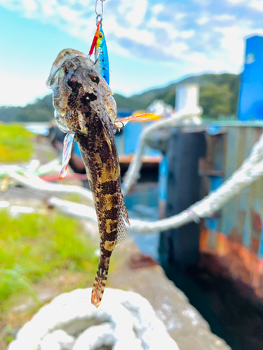 アサヒアナハゼの釣果