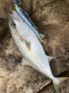 メジロの釣果