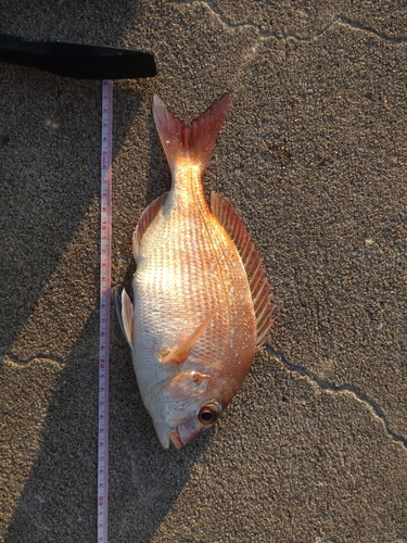 マダイの釣果