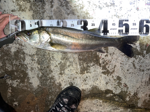 シーバスの釣果