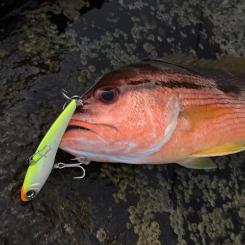 ヨコスジフエダイの釣果