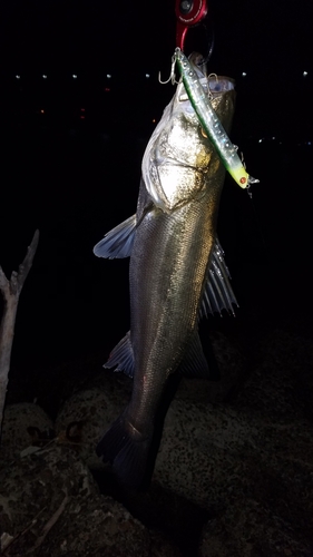 ハネ（マルスズキ）の釣果