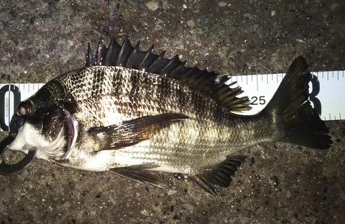 クロダイの釣果