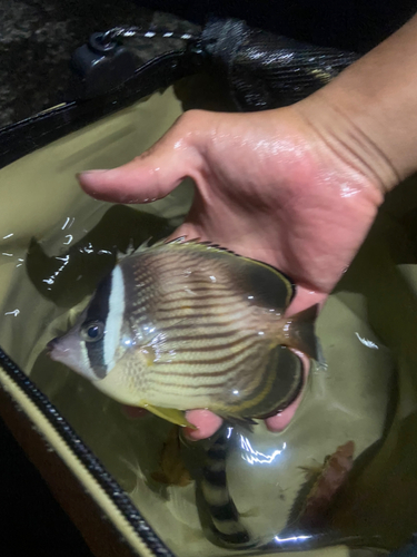 チョウチョウウオの釣果