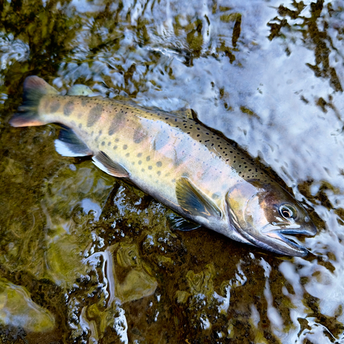 ヤマメの釣果