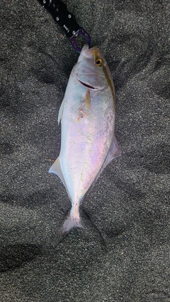 ショゴの釣果